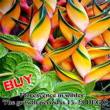 2017 New Indoor Plants Flowers Strelitzia Reginae Seeds Bird Of Paradise Flower Seed For Garden And Jardin Bonsai 100 Pcs / Bag