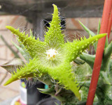Stapelia Pulchella Seeds Lithops Mix Succulents Raw Stone Cactus Seeds Rare For Home Garden Flower Bonsai Plants 100 Pcs