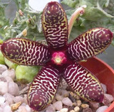 Stapelia Pulchella Seeds Lithops Mix Succulents Raw Stone Cactus Seeds Rare For Home Garden Flower Bonsai Plants 100 Pcs