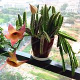 Stapelia Pulchella Seeds Lithops Mix Succulents Raw Stone Cactus Seeds Rare For Home Garden Flower Bonsai Plants 100 Pcs