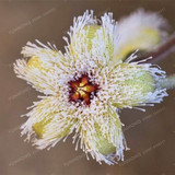 Stapelia Pulchella Seeds Lithops Mix Succulents Raw Stone Cactus Seeds Rare For Home Garden Flower Bonsai Plants 100 Pcs