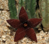 Stapelia Pulchella Seeds Lithops Mix Succulents Raw Stone Cactus Seeds Rare For Home Garden Flower Bonsai Plants 100 Pcs