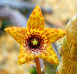 Stapelia Pulchella Seeds Lithops Mix Succulents Raw Stone Cactus Seeds Rare For Home Garden Flower Bonsai Plants 100 Pcs