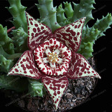 Stapelia Pulchella Seeds Lithops Mix Succulents Raw Stone Cactus Seeds Rare For Home Garden Flower Bonsai Plants 100 Pcs