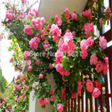 Red Climbing Plant Polyantha Rose Seeds DIY Home Garden Courtyard Pot Flower 100pcs Free Shipping