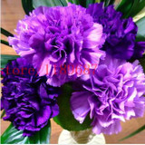 2015 Rare Carnations Seeds Flowers Seeds 200pcs/pack Dianthus caryophyllus Flowers Seeds for home garden planting mom gift