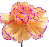 2015 Rare Carnations Seeds Flowers Seeds 200pcs/pack Dianthus caryophyllus Flowers Seeds for home garden planting mom gift