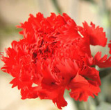 2015 Rare Carnations Seeds Flowers Seeds 200pcs/pack Dianthus caryophyllus Flowers Seeds for home garden planting mom gift
