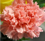 2015 Rare Carnations Seeds Flowers Seeds 200pcs/pack Dianthus caryophyllus Flowers Seeds for home garden planting mom gift