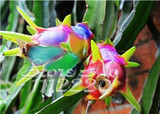 2015 New!!! 50pcs/ bag 9 kinds rare pitaya seeds, dragon fruit seeds very sweet fruit seeds , sementes potted plants for garden