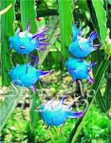2015 New!!! 50pcs/ bag 9 kinds rare pitaya seeds, dragon fruit seeds very sweet fruit seeds , sementes potted plants for garden