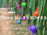 2015 New!!! 50pcs/ bag 9 kinds rare pitaya seeds, dragon fruit seeds very sweet fruit seeds , sementes potted plants for garden