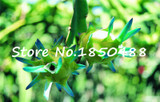 2015 New!!! 50pcs/ bag 9 kinds rare pitaya seeds, dragon fruit seeds very sweet fruit seeds , sementes potted plants for garden