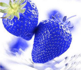 MXLUODX Blue Strawberry Seeds Organic Fruit Seeds Vegetables Non-GMO Bonsai Pot DIY Home Garden Plants 200pcs
