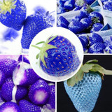 MXLUODX Blue Strawberry Seeds Organic Fruit Seeds Vegetables Non-GMO Bonsai Pot DIY Home Garden Plants 200pcs