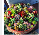 206 Rare Mix Lithops Seeds Living Stones Succulent Cactus Organic Garden Bulk Seed,bonsai seeds for indoor succulent plants.
