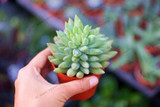 206 Rare Mix Lithops Seeds Living Stones Succulent Cactus Organic Garden Bulk Seed,bonsai seeds for indoor succulent plants.