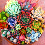 206 Rare Mix Lithops Seeds Living Stones Succulent Cactus Organic Garden Bulk Seed,bonsai seeds for indoor succulent plants.