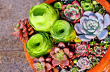 206 Rare Mix Lithops Seeds Living Stones Succulent Cactus Organic Garden Bulk Seed,bonsai seeds for indoor succulent plants.