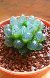 206 Rare Mix Lithops Seeds Living Stones Succulent Cactus Organic Garden Bulk Seed,bonsai seeds for indoor succulent plants.