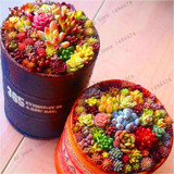 206 Rare Mix Lithops Seeds Living Stones Succulent Cactus Organic Garden Bulk Seed,bonsai seeds for indoor succulent plants.