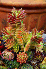 206 Rare Mix Lithops Seeds Living Stones Succulent Cactus Organic Garden Bulk Seed,bonsai seeds for indoor succulent plants.