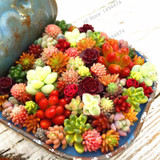 206 Rare Mix Lithops Seeds Living Stones Succulent Cactus Organic Garden Bulk Seed,bonsai seeds for indoor succulent plants.