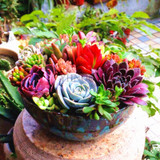206 Rare Mix Lithops Seeds Living Stones Succulent Cactus Organic Garden Bulk Seed,bonsai seeds for indoor succulent plants.