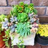 206 Rare Mix Lithops Seeds Living Stones Succulent Cactus Organic Garden Bulk Seed,bonsai seeds for indoor succulent plants.