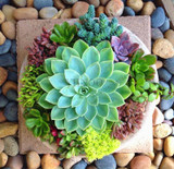 206 Rare Mix Lithops Seeds Living Stones Succulent Cactus Organic Garden Bulk Seed,bonsai seeds for indoor succulent plants.