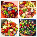 206 Rare Mix Lithops Seeds Living Stones Succulent Cactus Organic Garden Bulk Seed,bonsai seeds for indoor succulent plants.