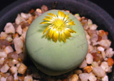 205pcs/bag Semillas De Flores Mix Lithops Seeds Rare Succulent Seeds Ass flower seeds Living Stone bonsai mini garden plant.