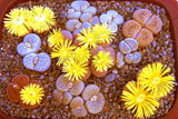 205pcs/bag Semillas De Flores Mix Lithops Seeds Rare Succulent Seeds Ass flower seeds Living Stone bonsai mini garden plant.