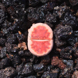 205pcs/bag Semillas De Flores Mix Lithops Seeds Rare Succulent Seeds Ass flower seeds Living Stone bonsai mini garden plant.