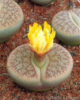 205pcs/bag Semillas De Flores Mix Lithops Seeds Rare Succulent Seeds Ass flower seeds Living Stone bonsai mini garden plant.