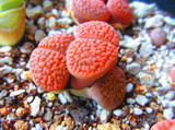 205pcs/bag Semillas De Flores Mix Lithops Seeds Rare Succulent Seeds Ass flower seeds Living Stone bonsai mini garden plant.