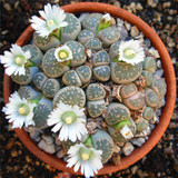 205pcs/bag Semillas De Flores Mix Lithops Seeds Rare Succulent Seeds Ass flower seeds Living Stone bonsai mini garden plant.