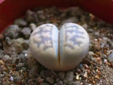 205pcs/bag Semillas De Flores Mix Lithops Seeds Rare Succulent Seeds Ass flower seeds Living Stone bonsai mini garden plant.