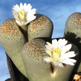 205pcs/bag Semillas De Flores Mix Lithops Seeds Rare Succulent Seeds Ass flower seeds Living Stone bonsai mini garden plant.