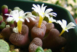 205pcs/bag Semillas De Flores Mix Lithops Seeds Rare Succulent Seeds Ass flower seeds Living Stone bonsai mini garden plant.