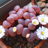 205pcs/bag Semillas De Flores Mix Lithops Seeds Rare Succulent Seeds Ass flower seeds Living Stone bonsai mini garden plant.