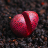 205pcs/bag Semillas De Flores Mix Lithops Seeds Rare Succulent Seeds Ass flower seeds Living Stone bonsai mini garden plant.