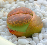 205pcs/bag Semillas De Flores Mix Lithops Seeds Rare Succulent Seeds Ass flower seeds Living Stone bonsai mini garden plant.