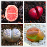 205pcs/bag Semillas De Flores Mix Lithops Seeds Rare Succulent Seeds Ass flower seeds Living Stone bonsai mini garden plant.