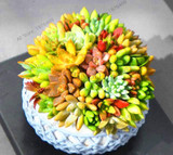 203pcs/pack,Rare Mix Lithops Seeds Living Stones Succulent Cactus Organic Garden Bulk flower Seeds,bonsai plant for balcony