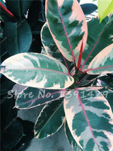 Living Room Bonsai Ficus Benjamina Seeds, Potted Plant Seed, Flower Seed, Perennial Leaf Plant Seeds 50 pcs