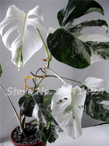 Living Room Bonsai Ficus Benjamina Seeds, Potted Plant Seed, Flower Seed, Perennial Leaf Plant Seeds 50 pcs
