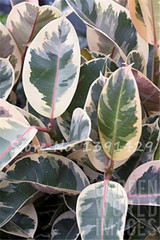 Living Room Bonsai Ficus Benjamina Seeds, Potted Plant Seed, Flower Seed, Perennial Leaf Plant Seeds 50 pcs