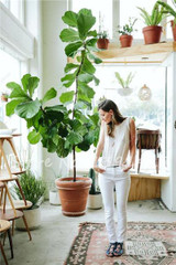 Living Room Bonsai Ficus Benjamina Seeds, Potted Plant Seed, Flower Seed, Perennial Leaf Plant Seeds 50 pcs
