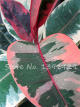 Living Room Bonsai Ficus Benjamina Seeds, Potted Plant Seed, Flower Seed, Perennial Leaf Plant Seeds 50 pcs